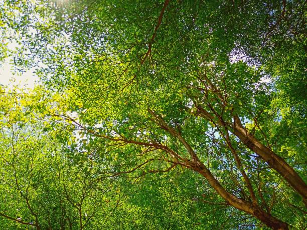 istock View from below the tree, see the branches and leaves, there is strong sunlight at noon. 938372764