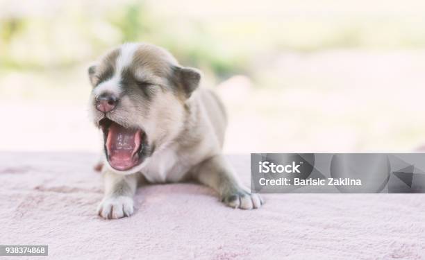 Adorable Small Puppy Relaxing Stock Photo - Download Image Now - Animal, Animal Body Part, Animal Head