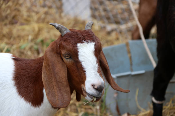 closeup cor marrom e branco de cabra comer a grama na boca. - goat animal black domestic animals - fotografias e filmes do acervo