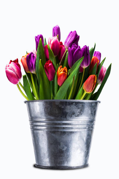 istock Bouquet of multicolored tulips 938375284