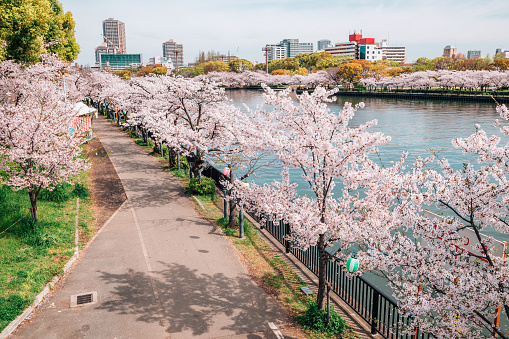 Cherry blossoms road with river in  Osaka, Japan