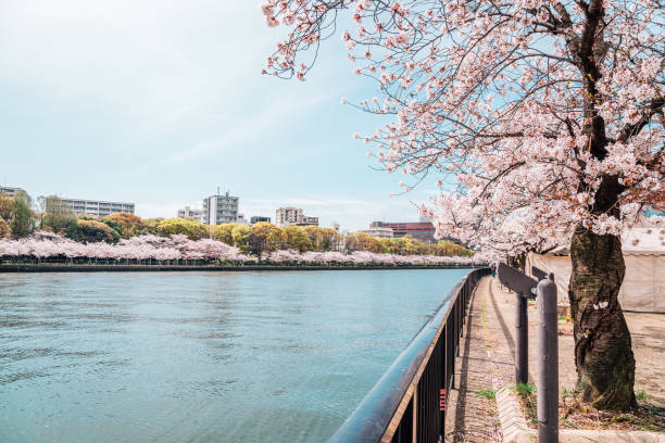 istock Cherry blossoms road with river Osaka, Japan 938378672