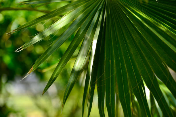 istock Abstract tropical nature: artistic macro of green palm tree leaf 938378874