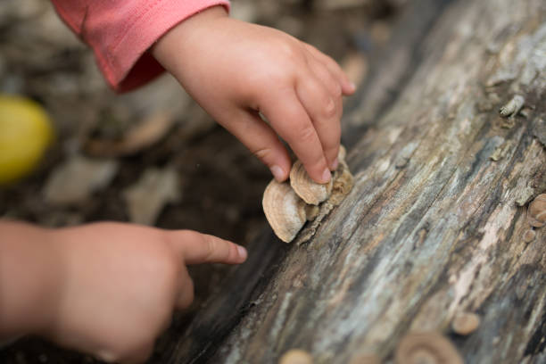 istock Children's hands touching mushrooms 938379074