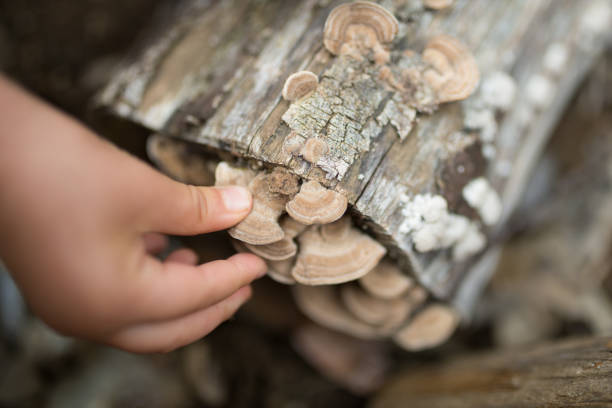 istock Children's hands touching mushrooms 938379154
