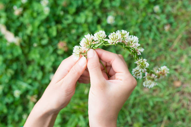 istock A woman making a white clover's tiara 938379654