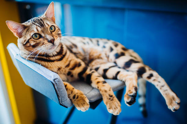 Bengal cat lies on grey chair