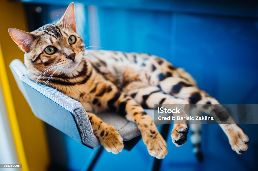 Gato de Bengala situa-se na cadeira cinza - Foto de stock de Gato doméstico royalty-free