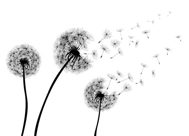 ilustrações de stock, clip art, desenhos animados e ícones de abstract dandelions dandelion with flying seeds – stock vector - uncultivated environment growth vector backgrounds
