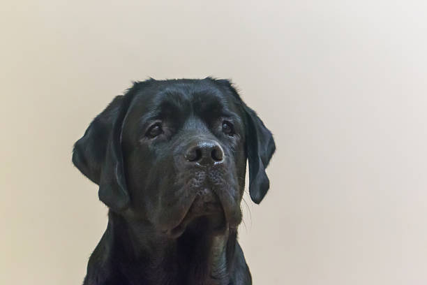 istock Portrait of young black labrador 938386488