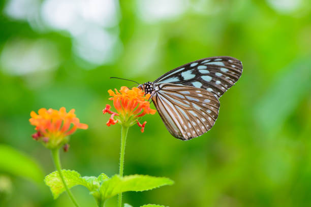 istock Blue butterfly fly in morning nature. 938386696