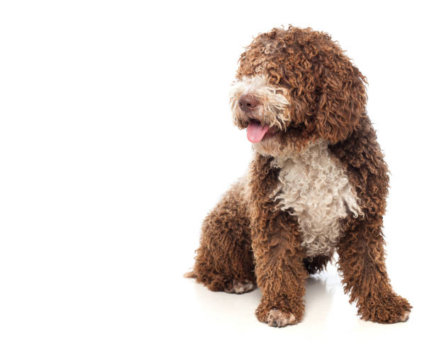 istock Brown dog sitting with tongue out 938386978