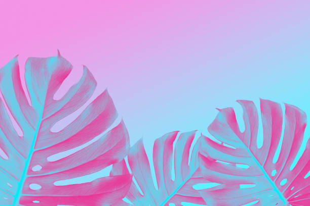 istock tropical Split Leafs Philodendron plants on ultra violet, pink and blue duotone background, trendy design 938386988