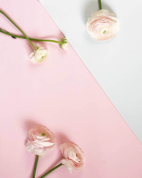 istock Pink ranunculus flowers on white pale pink background. Top view/ Copy space 938386994