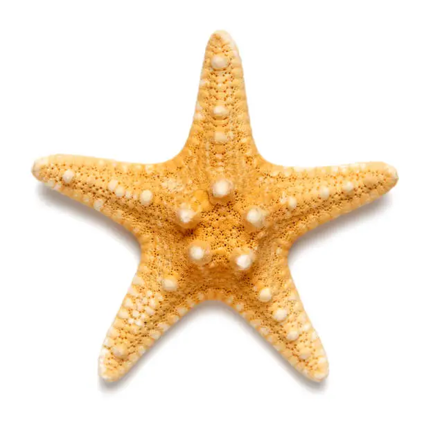 Photo of Little starfish yellow color isolated on white background.