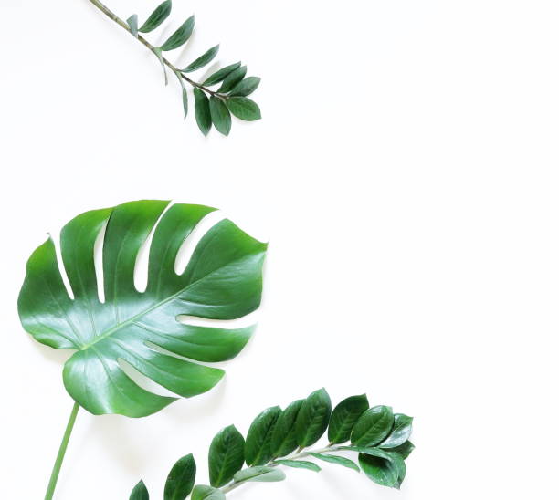istock Green tropical leaves on white background. Flat lay, top view, copy space 938388068