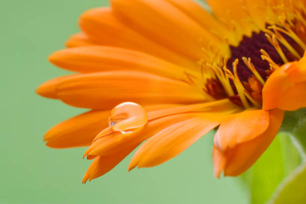 Beautiful flower of calendula with water drops