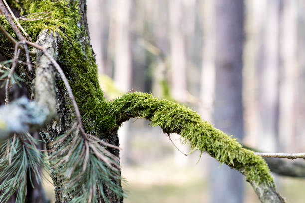 Old mossy branches in bright light. An old leaved forest. Season of the spring.