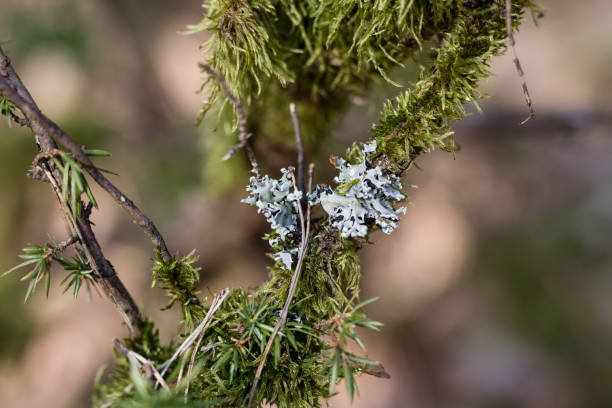 istock Old mossy branches in bright light. An old leaved forest. Season of the spring. 938389560