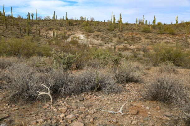 istock mule deer antler shed in arizona desert 938391846