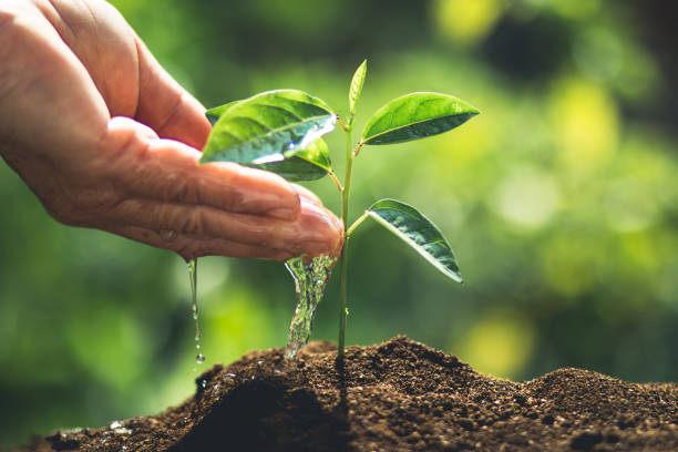 istock plant a tree passion fruit Sapling in nature light and blackground 938395882
