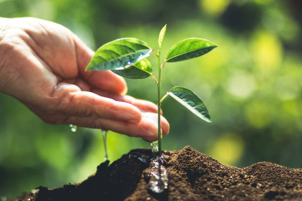 istock plant a tree passion fruit Sapling in nature light and blackground 938395892