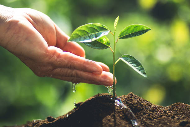 istock plant a tree passion fruit Sapling in nature light and blackground 938395896