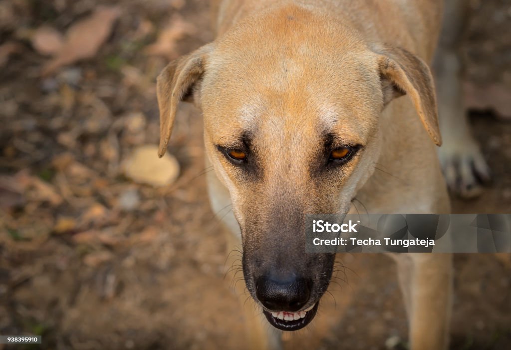 Sad Dog Thai Dog Standing and Looking for Something Animal Stock Photo