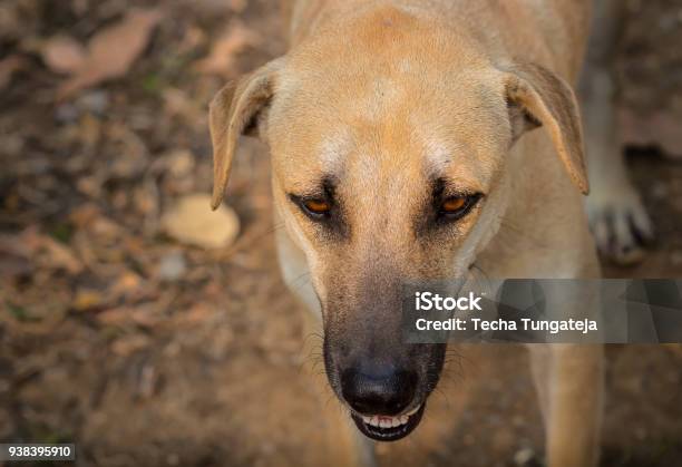Sad Dog Stock Photo - Download Image Now - Animal, Benign Tumor, Biting