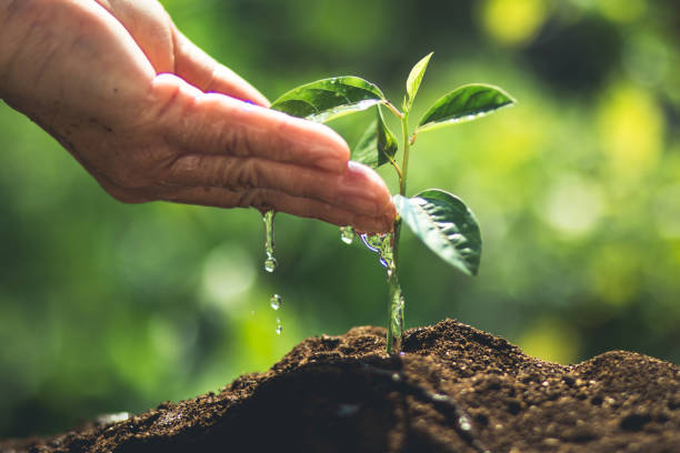 istock plant a tree passion fruit Sapling in nature light and blackground 938395976