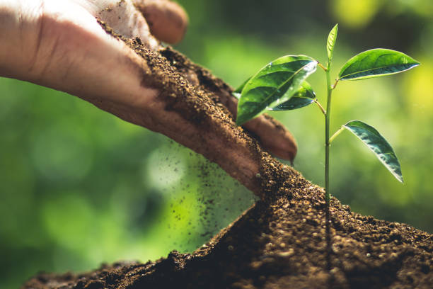istock plant a tree passion fruit Sapling in nature light and blackground 938395986