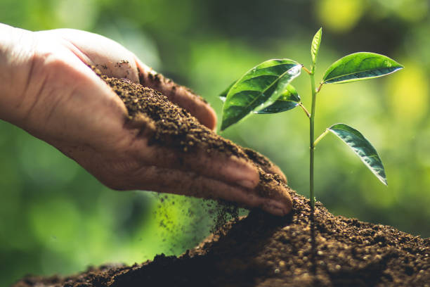 istock plant a tree passion fruit Sapling in nature light and blackground 938395996