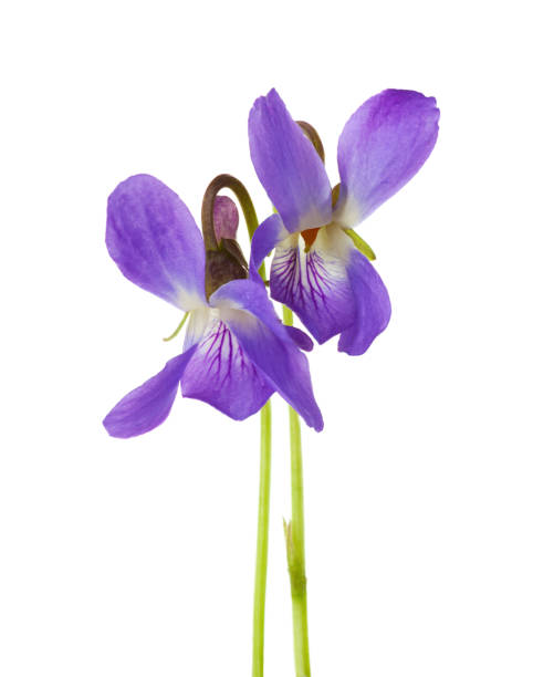 dos flores de primavera (viola odorata) aislados sobre fondo blanco. profundidad de campo. - plant macro studio shot outdoors fotografías e imágenes de stock