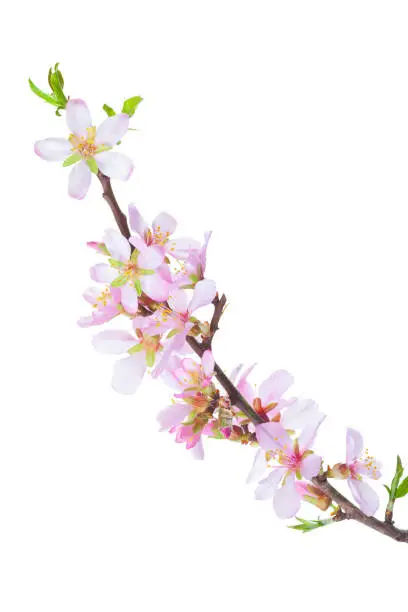 Blossoming Almond branch isolated on white background