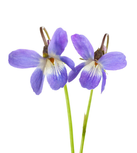 istock Two early spring flowers ( Viola odorata) isolated on white background. Shallow depth of field. Selective focus. 938401256