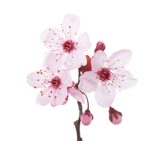 rama en flor (ciruela) aislado sobre fondo blanco. - fruit blossom fotos fotografías e imágenes de stock