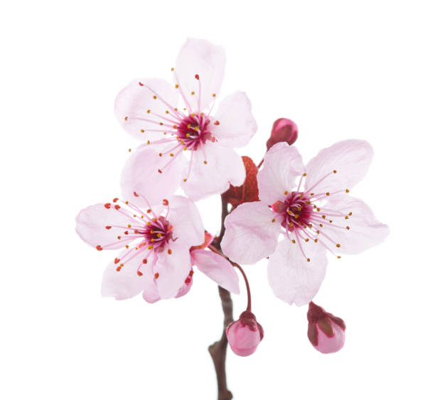 branch in blossom ( plum ) isolated on white background. - stamen imagens e fotografias de stock