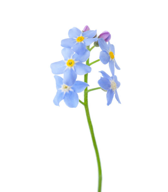 istock Forget-me-nots isolated on white background. 938401262