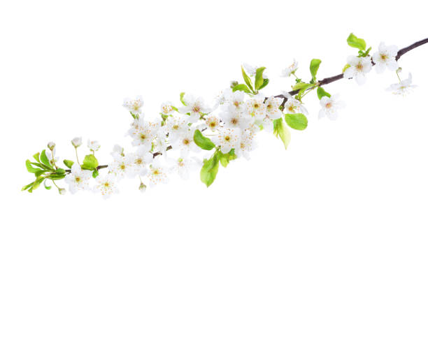 istock Branch in blossom  isolated on white background. Cherry Plum 938401266