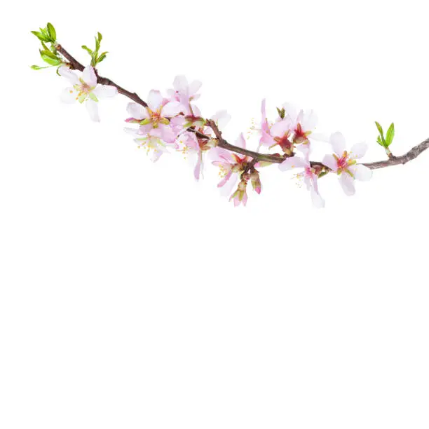 Photo of Blossoming Almond branch isolated on white background