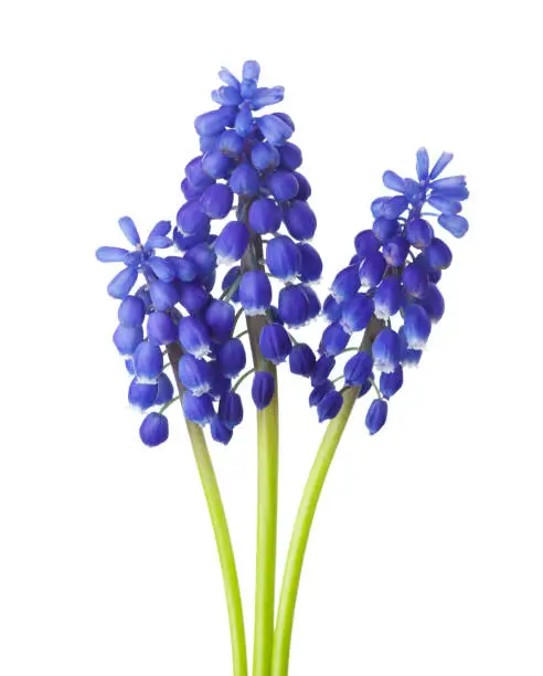 Three flowers of  Grape Hyacinth isolated on white background.