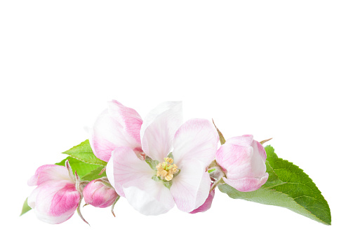 Apple blossoms carry a slight pink tinge to their bright white blossoms