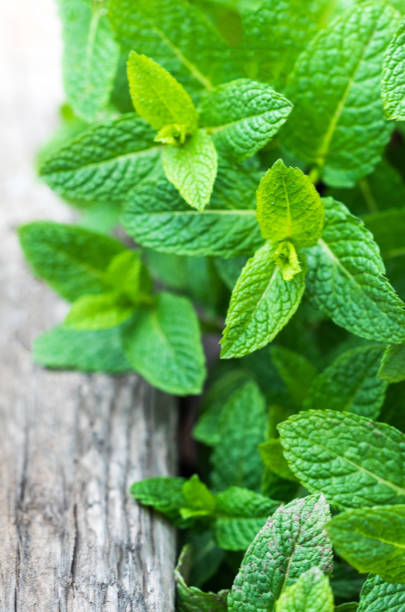 istock Fresh mint leaf,  lemon balm herb on wooden background with copyspace, close up