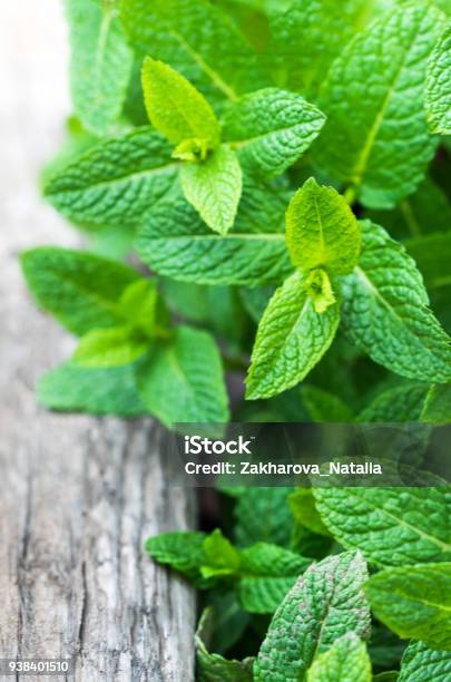 Fresh Mint Leaf Lemon Balm Herb On Wooden Background With Copyspace Close Upn Stock Photo - Download Image Now