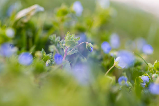 istock Blurred macro background with blue flowers in bloom 938401762