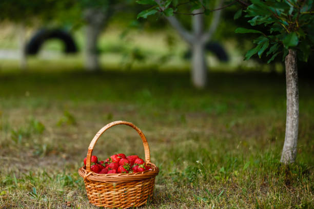 istock Ripe sweet strawberries in wicker basket 938404094