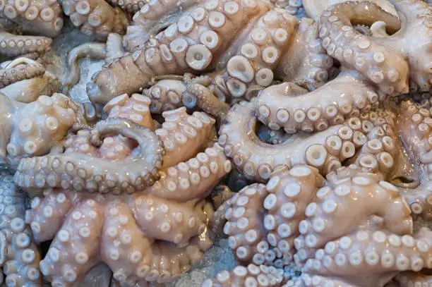 Close-up of fresh octopus tentacles on the counter of an Italian fish market