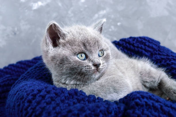 istock A small gray Scottish Straight kitten in a basket. Happy kitten looking closely. 938404310