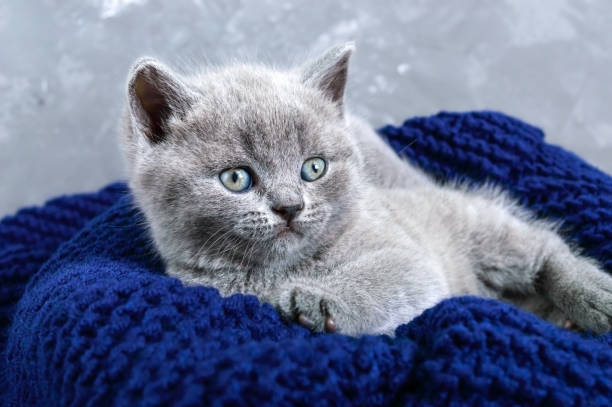 istock A small gray Scottish Straight kitten in a basket. Happy kitten looking closely. 938404322