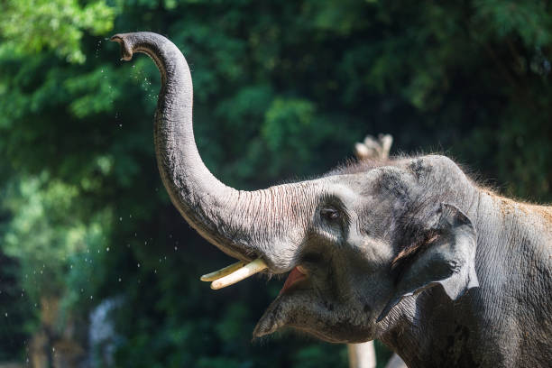 istock Close up of elephant with raised trunk 938404528